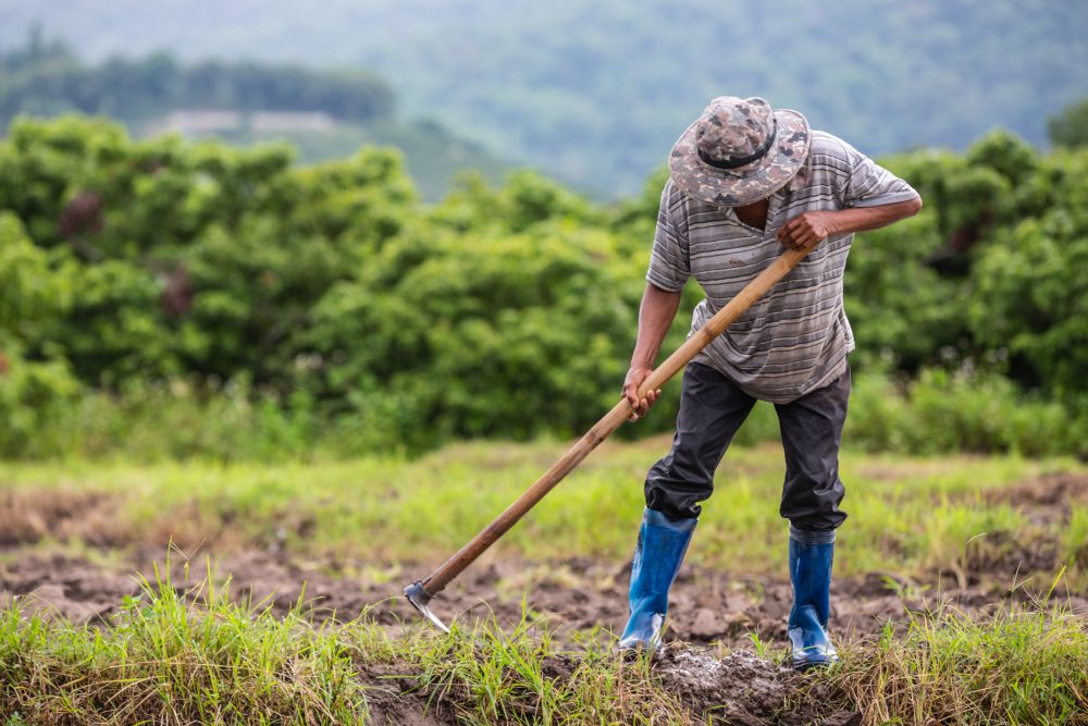 Aposentadoria rural: trabalhador rural tem direito?